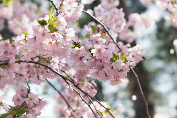 Branches of blossoming cherry macro with soft focus on gentle light blue sky background in sunlight with copy space.