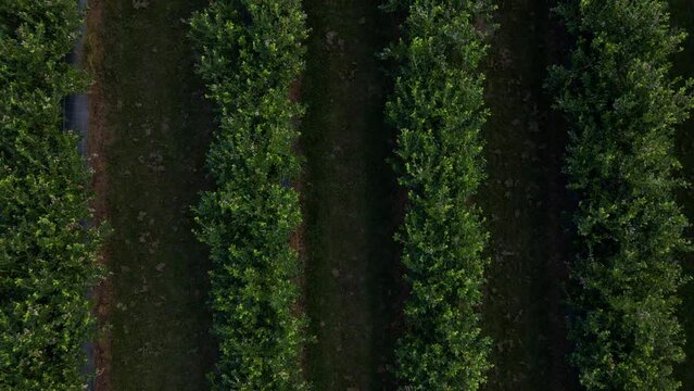 Aerial drone view Blueberry bush field, organic ripe. Blue berry hanging on a branch, Bio, healthy food, top view, Farm with berries