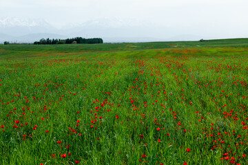 Field of red poppy flowers