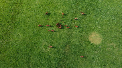 aerial footage of cows pacing peacefully on green fields