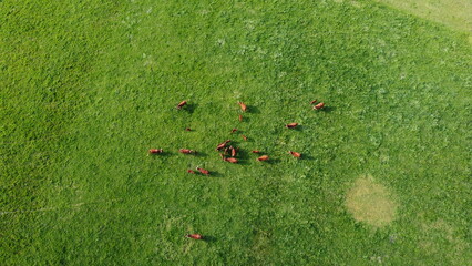 aerial footage of cows pacing peacefully on green fields