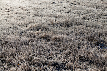 grass covered with ice and frost in the winter season