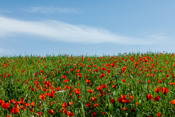 Fototapeta na wymiar Field of red poppy flowers