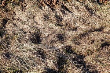 sluggish and dried grass during the harvesting of hay for agriculture