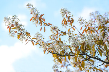 Amelanchier branch with white flowers and copper colored foliage against a blue sky with clouds in spring, copy space, selected focus