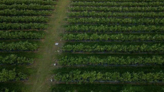 Aerial drone view Blueberry bush field, organic ripe. Blue berry hanging on a branch, Bio, healthy food, top view, Farm with berries