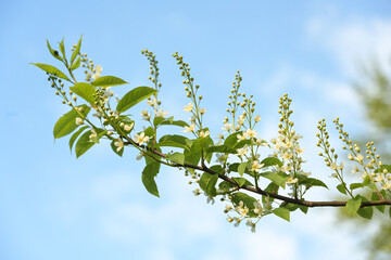 White blossoms of bird cherry or hagberry tree (Prunus padus) on a branch against the blue sky in...