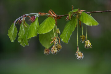 Beech tree (Fagus sylvatica) with young leaves and hanging hairy male flowers in spring, dark green background, copy space, selected focus