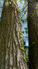 大木の樹皮のテクスチャ素材