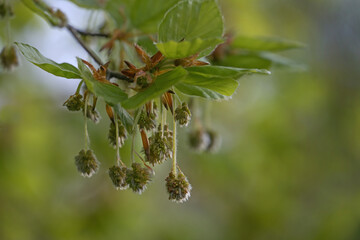 Male flowers of the common beech tree (Fagus sylvatica) hanging on the branch between young green leaves in spring, copy space, selected focus - obrazy, fototapety, plakaty