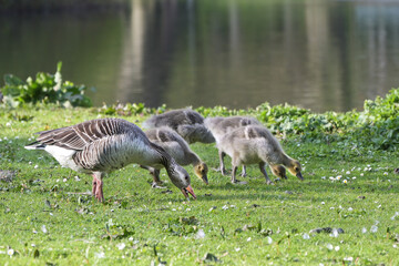 Greylag goose with goslings eating grass on the lawn while walking through the park to the lake, copy space, selected focus, narrow depth of field