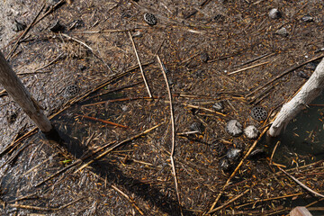 roots in the ground