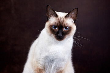 Close up portrait of seal-point curious mekong bobtail (siamese) cat on a dark background