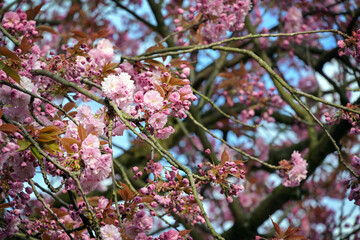 Pink cherry blossoms on a beautiful flowering tree in spring, copy space, selected focus