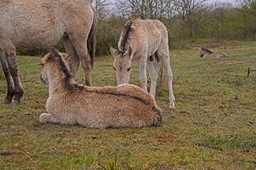 Konik wild horse foal in the meadow
