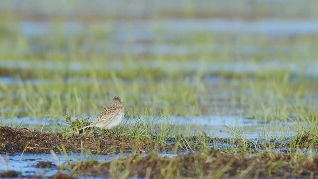 Skylark resting and feeding on the ground in wetlands flooded meadows