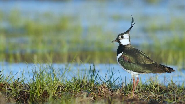 Lapwing resting in wetlands flooded meadows in early sprin