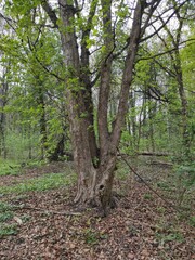 spring forest, trees, leaves, green color, trunk, Acer campestre, known as the field maple
