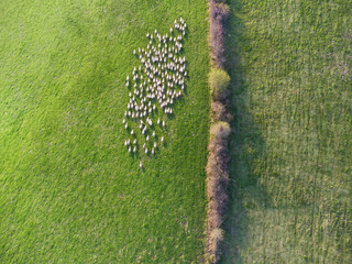 Flock of sheep with their traces. Cenital plane