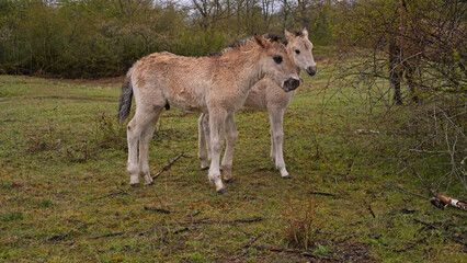 Konik wild horse foal in the meadow © BabettsBildergalerie