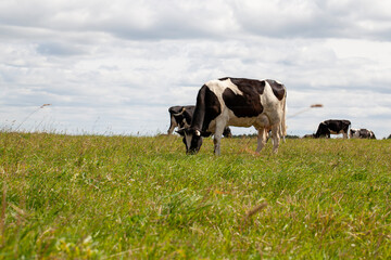 grazing a herd of cows in a field with green grass in summer