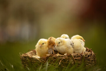 Little newborn chicks in a nest, cute newborn birds in the park