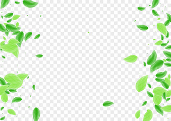 Green Leaf Background Transparent Vector. Leaves Process Design. Summer Texture. Greenish Line Illustration. Plant Style.