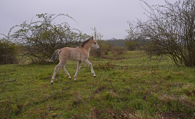 Konik wild horse foal in the meadow