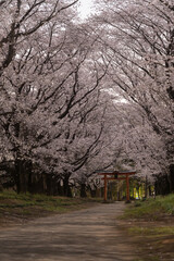 桜のトンネルと鳥居