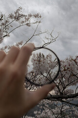 フィルター越しの桜の木