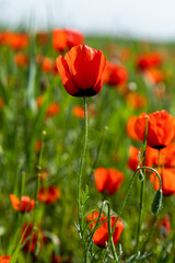 Closeup of poppy flowers in the field