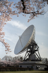 桜に囲まれたパラボラアンテナ