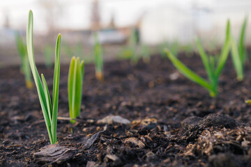 Garlic sprouts sprouting from the ground. Illustration about spring and the new agricultural season. Garden and yard. Green plant sprout close-up