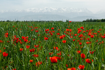 Fototapeta premium Field of red poppy flowers and snowy mountains in the background