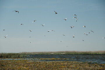 birds in flight