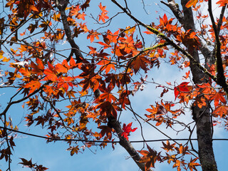 Beautiful maple leaves of Taipingshan in autumn