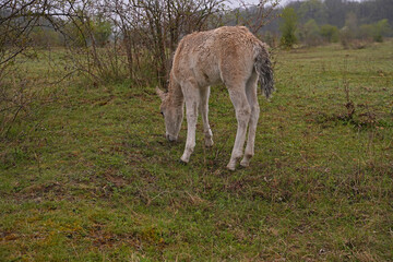 Konik wild horse foal in the meadow