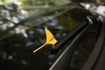 フロントガラスとイチョウの葉