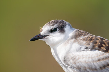 Close-up of a sitting juvenile whiskered tern