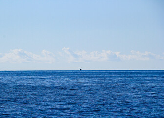 Obraz premium sailing boat on the sea
