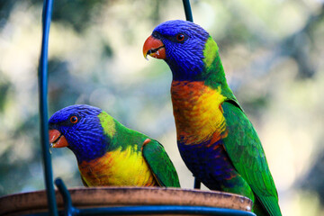 blue and yellow macaw