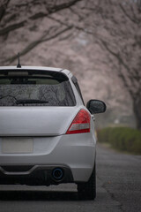 自動車と桜並木