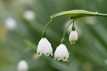 雨に濡れたスズラン