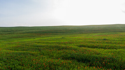 Aerial view of field of red poppy flowers
