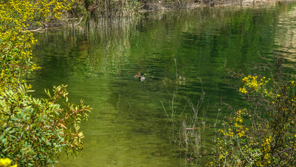 Pareja de patos silvestres en Pantano de Guadalest en España