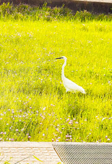 草むらの中の鷺の写真