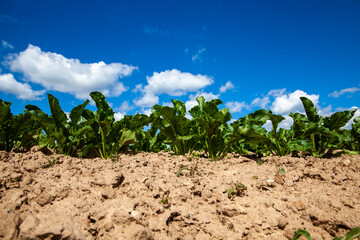 agricultural field with growing sugar beet for the production of sugar