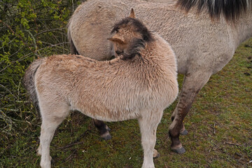 Konik wild horse foal in the meadow