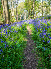 A lone path winds through woodland in Springtime with Bluebells