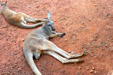 Wild red kangaroo sleeping and resting on the grass in the park © bennnn